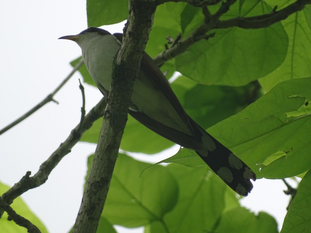 Yellow-billed Cuckoo - ML619316684