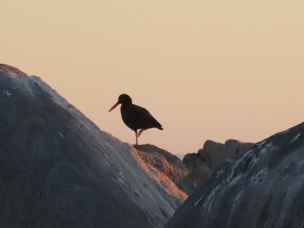 Blackish Oystercatcher - Francisca Jimeno Donaire