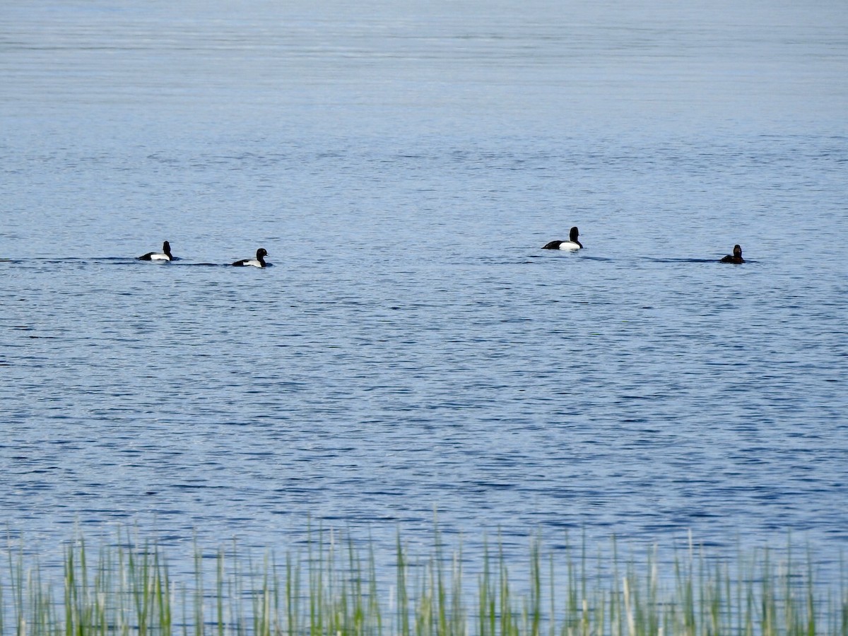 Greater Scaup - Anita Hooker