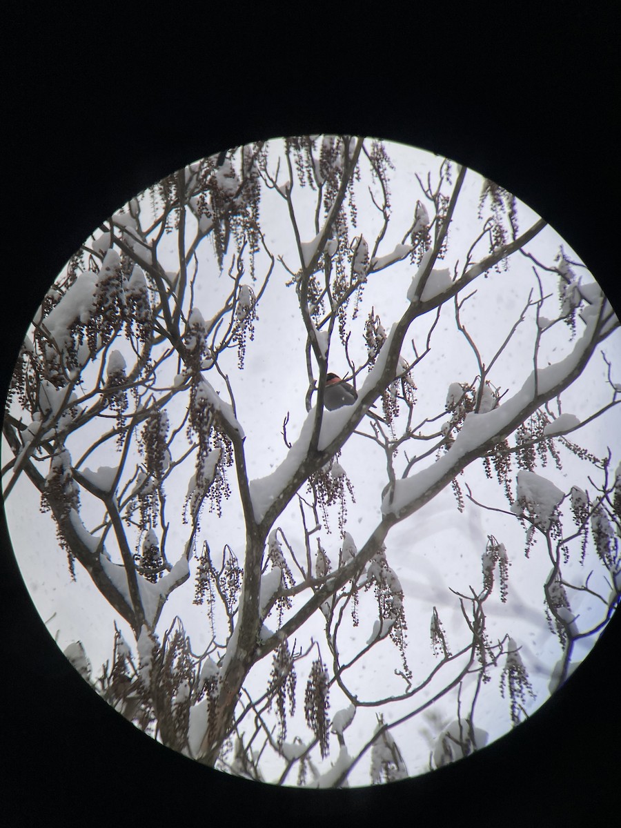 Eurasian Bullfinch (Baikal) - ML619316713