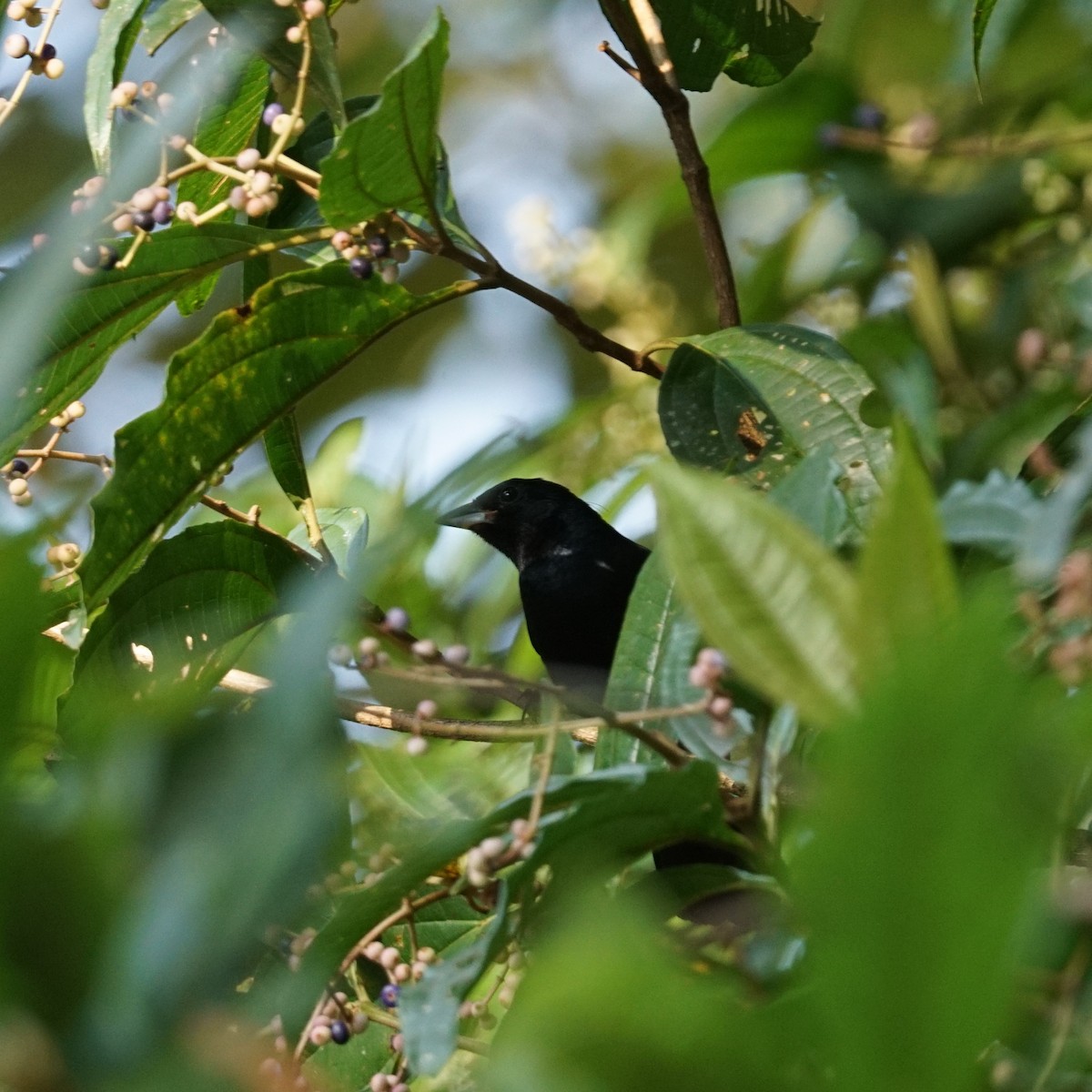 Ruby-crowned Tanager - Daniel M Haddad - RJ