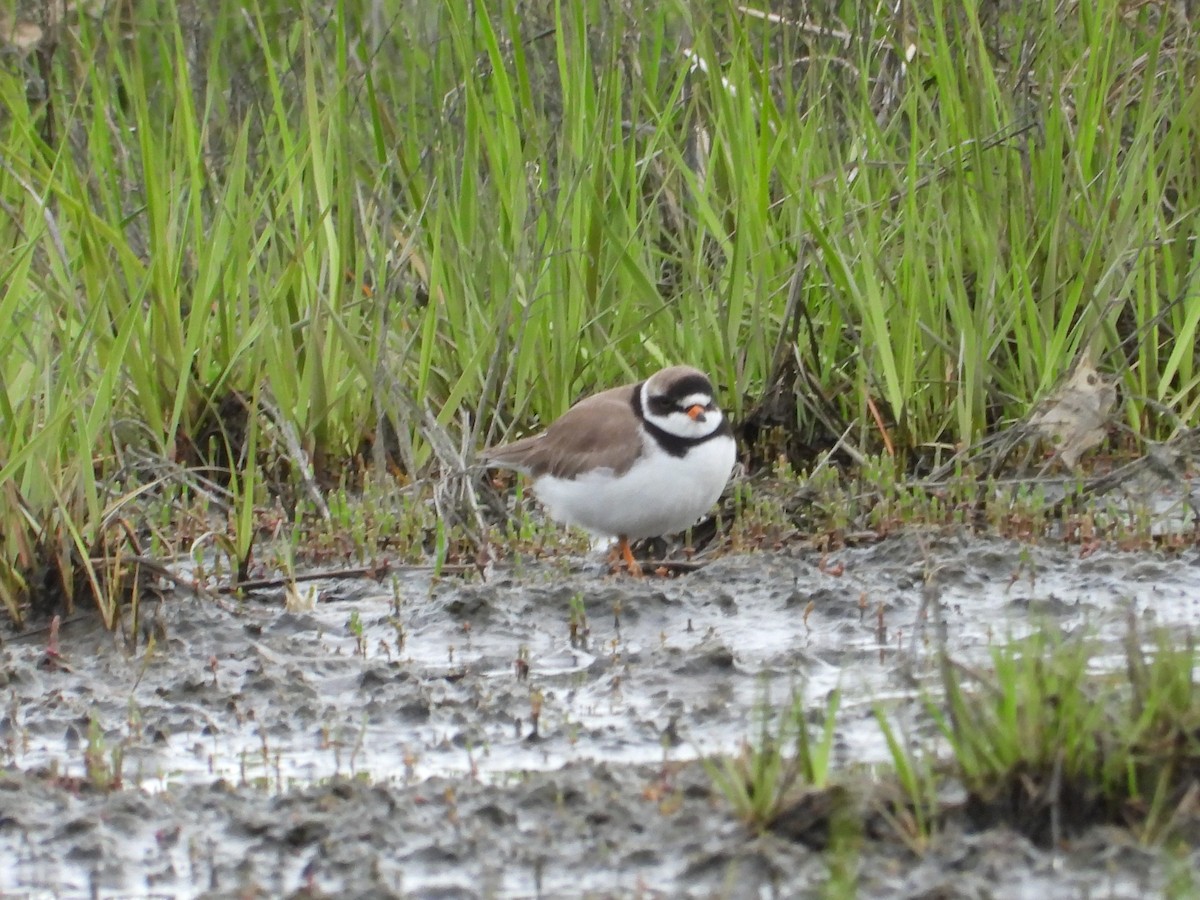 Semipalmated Plover - ML619316721