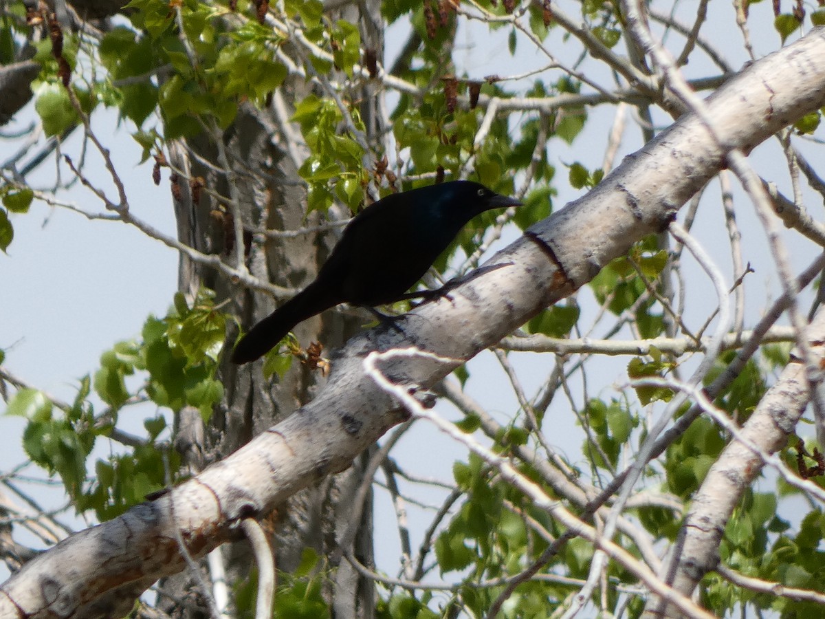 Common Grackle - Susan Smith