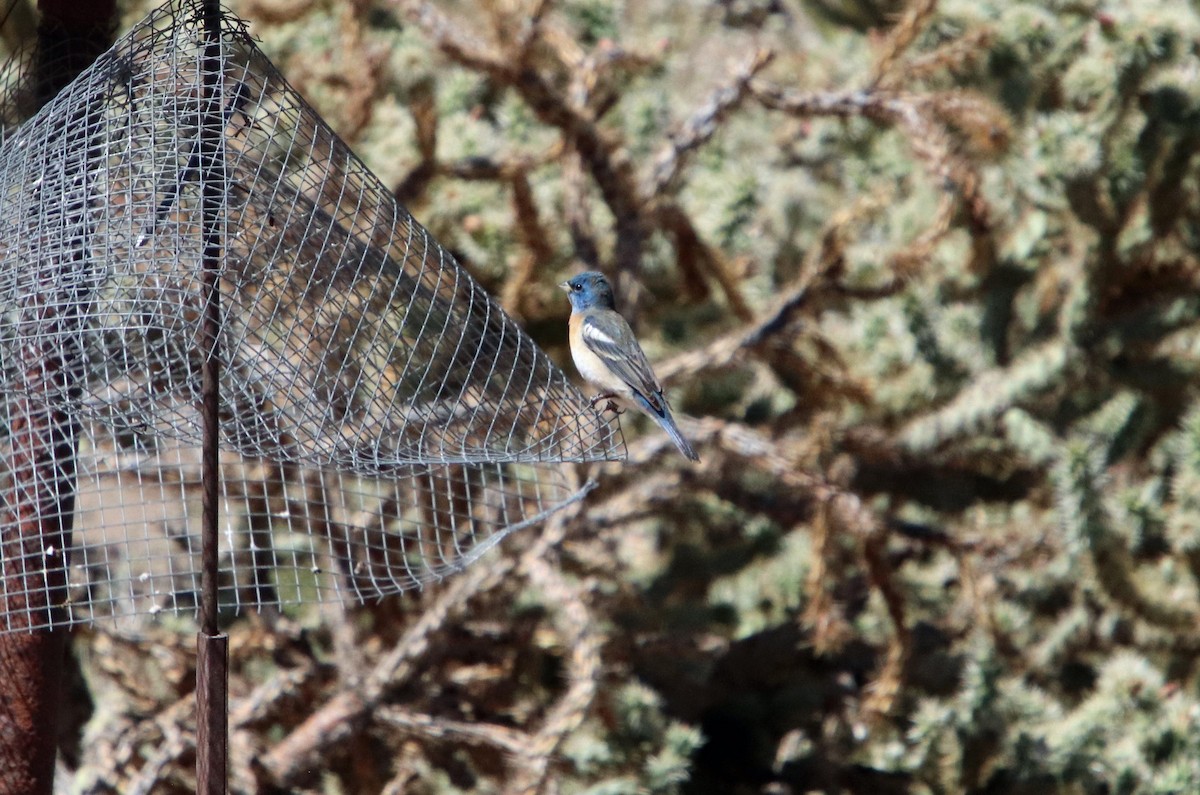 Lazuli Bunting - Jim Sumler