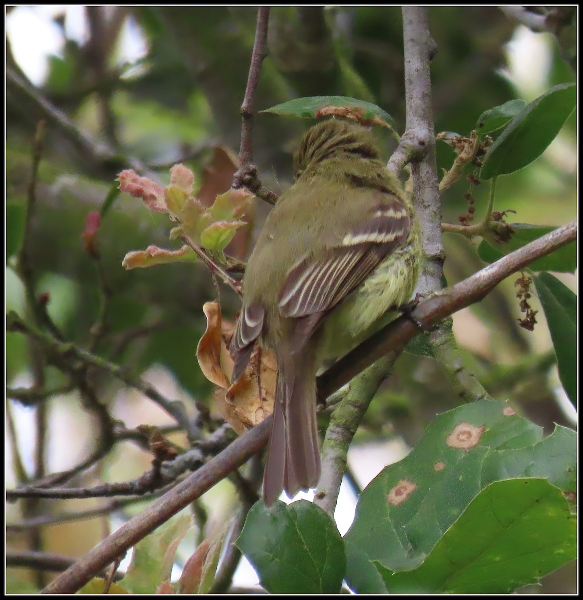 Western Flycatcher - Peter Gordon