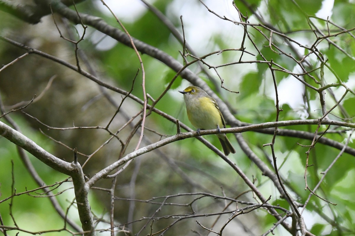 White-eyed Vireo - joe demko