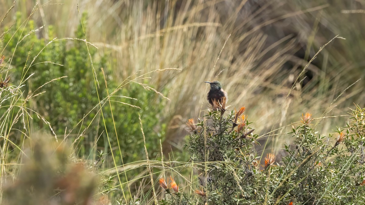 Colibrí Pechinegro - ML619316747