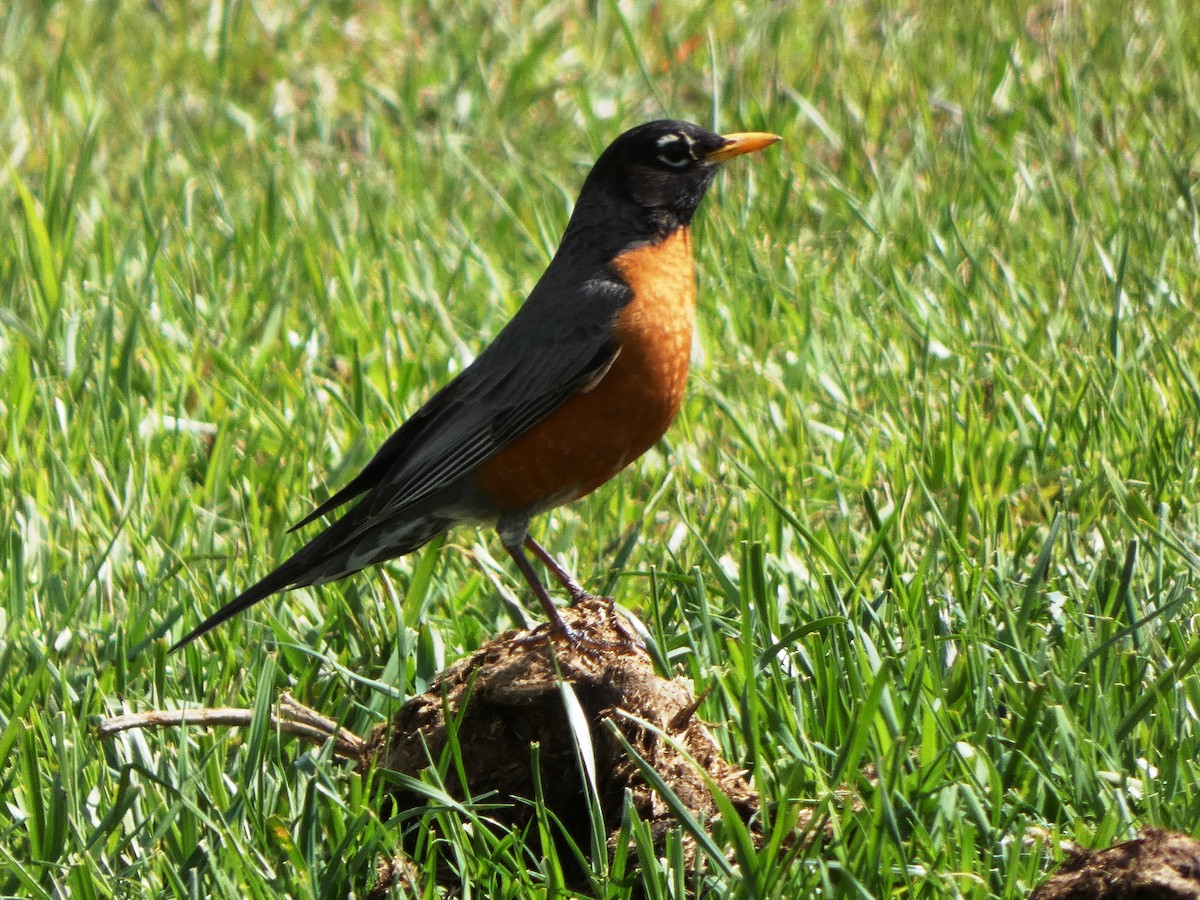 American Robin - Susan Smith