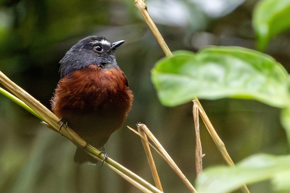 Chestnut-bellied Chat-Tyrant - ML619316751