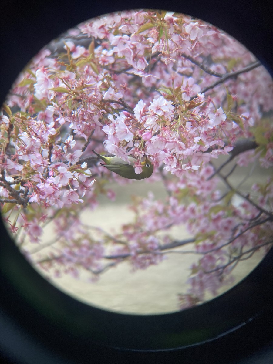 Warbling White-eye - Jonathan Green