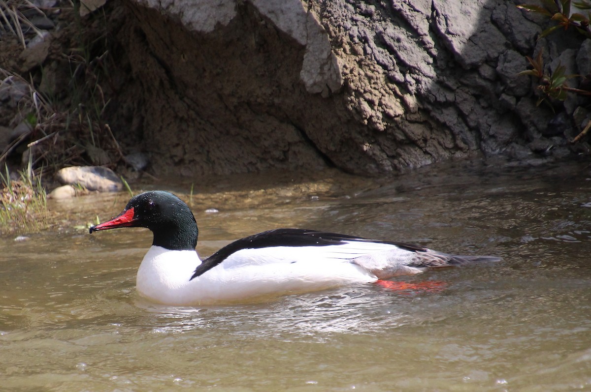 Common Merganser - Elaine Cassidy