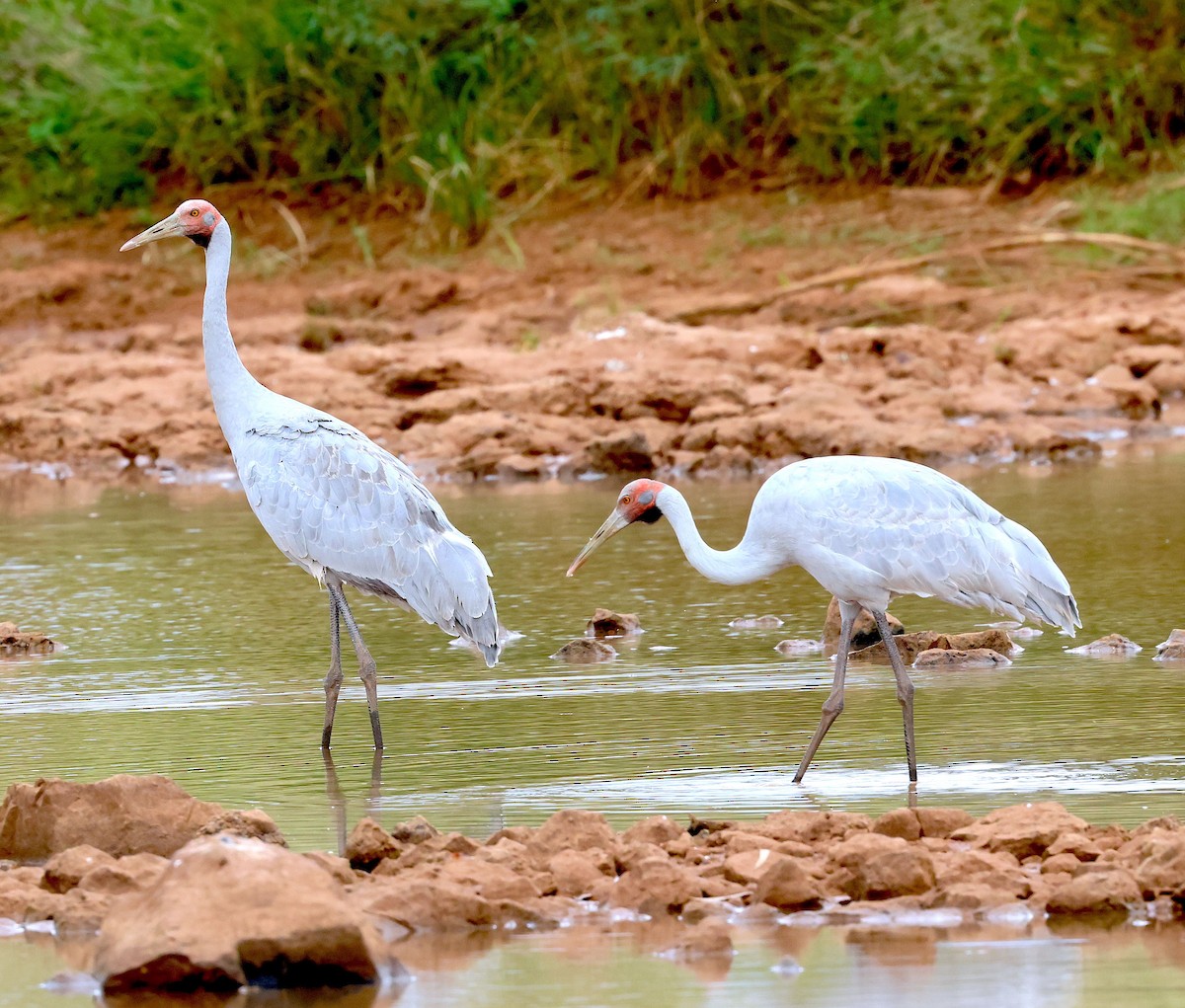 Brolga - Peter Valentine