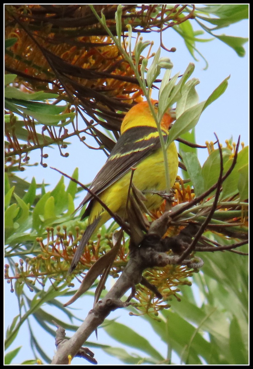 Western Tanager - Peter Gordon