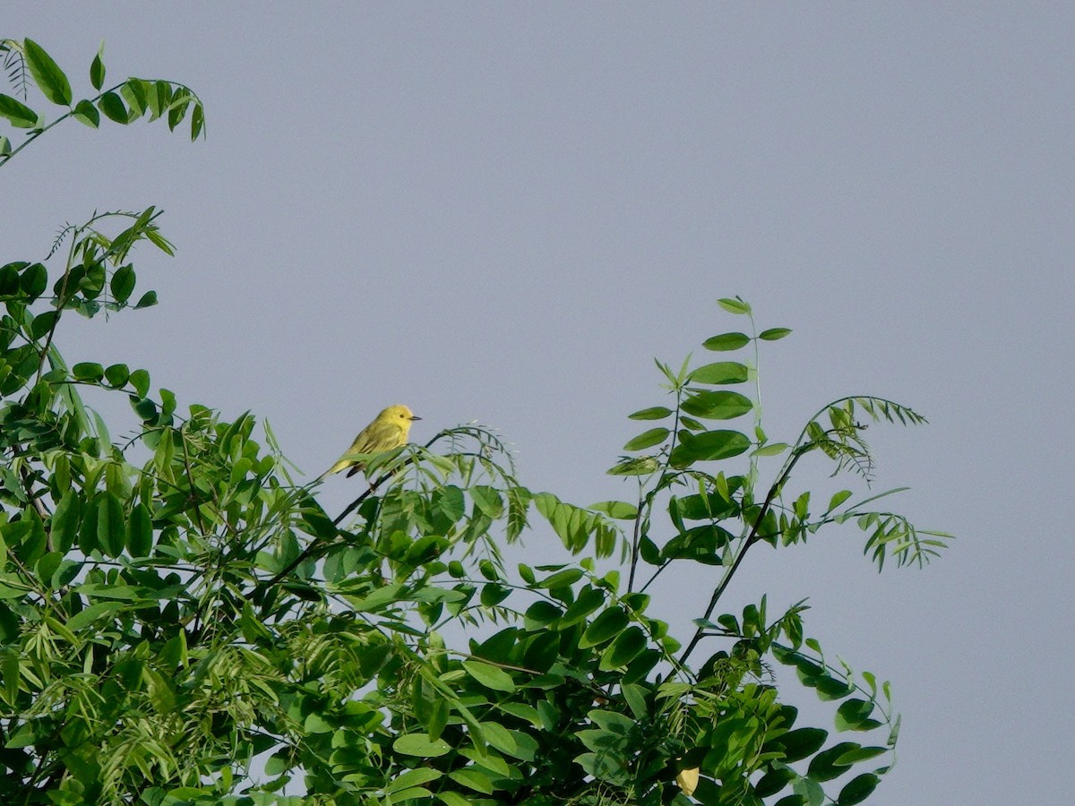 Yellow Warbler - ML619316788