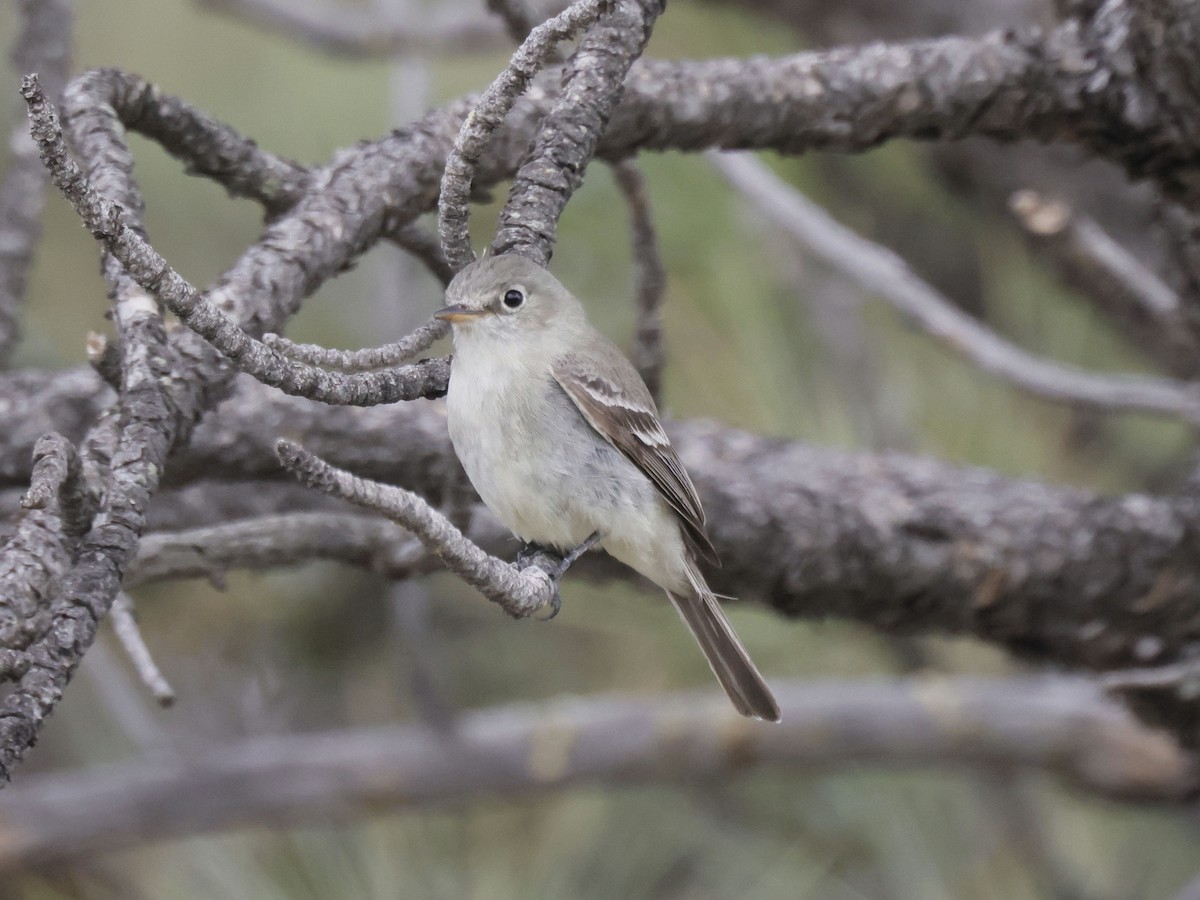 Gray Flycatcher - ML619316793