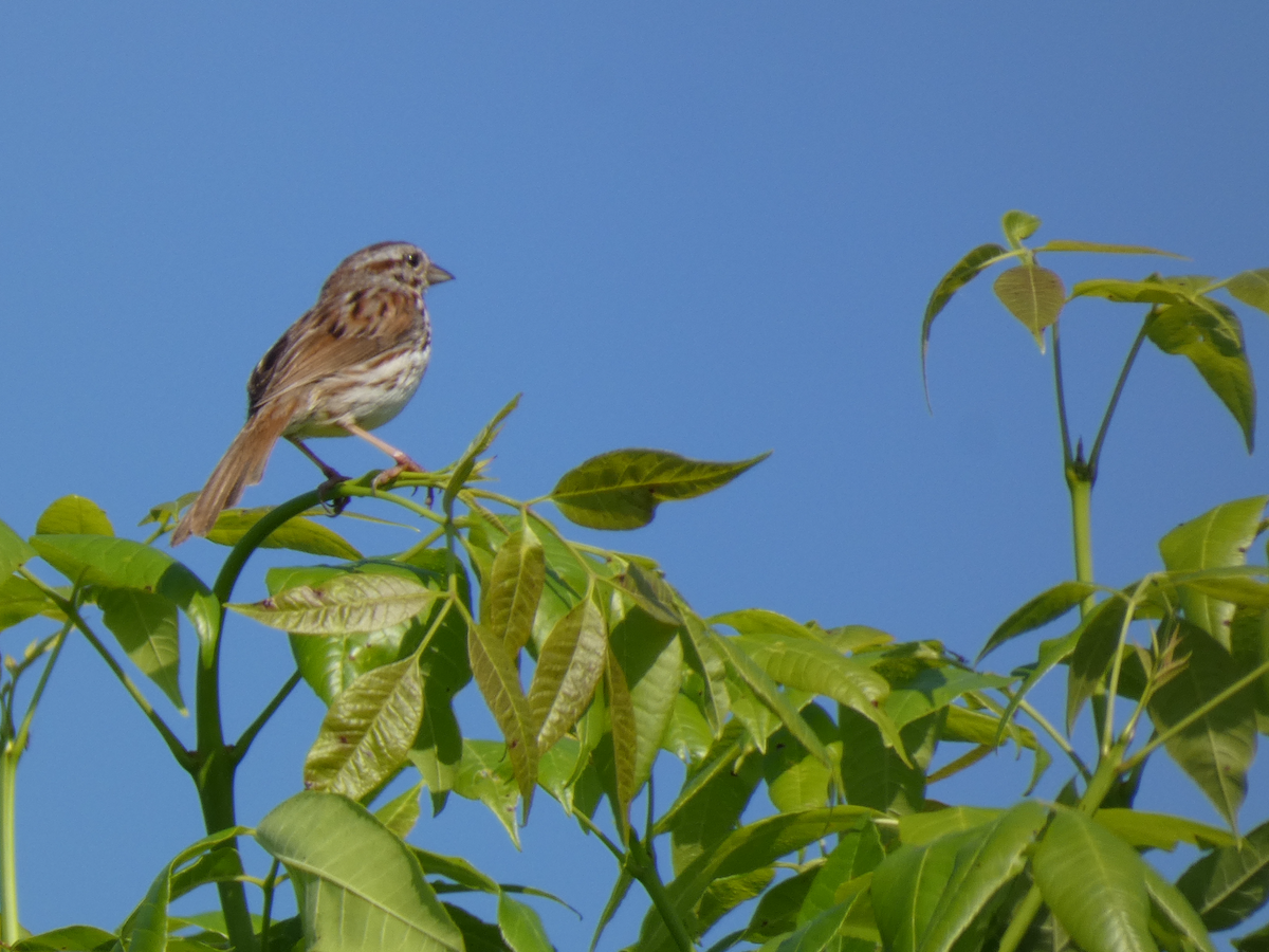 Song Sparrow - Carolyn Sanders