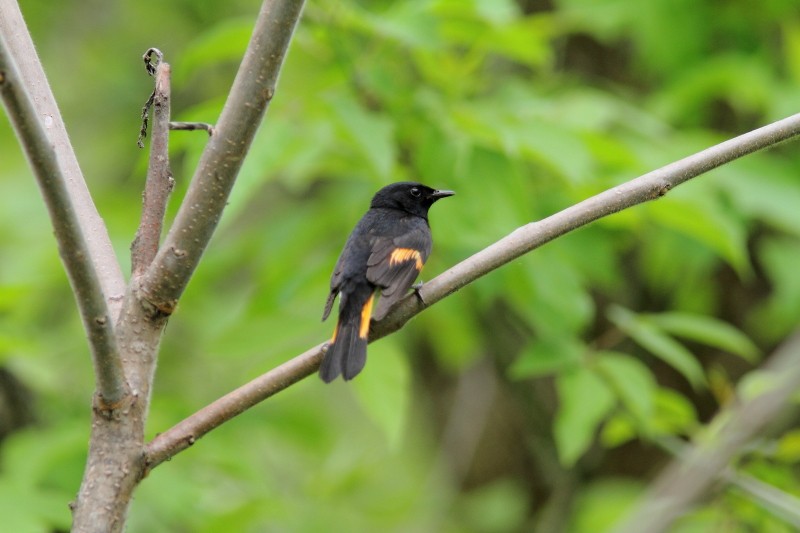 American Redstart - Alain Deschamps