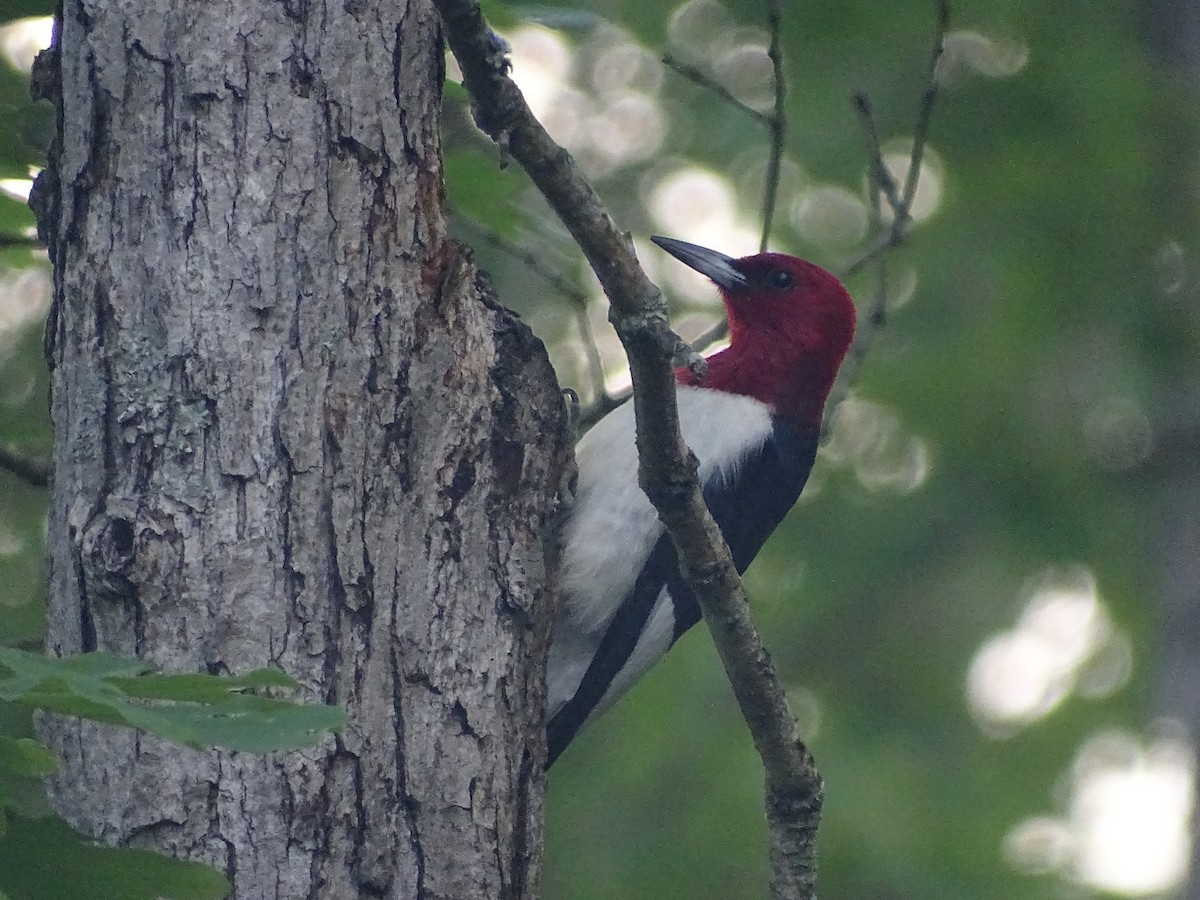 Red-headed Woodpecker - ML619316864