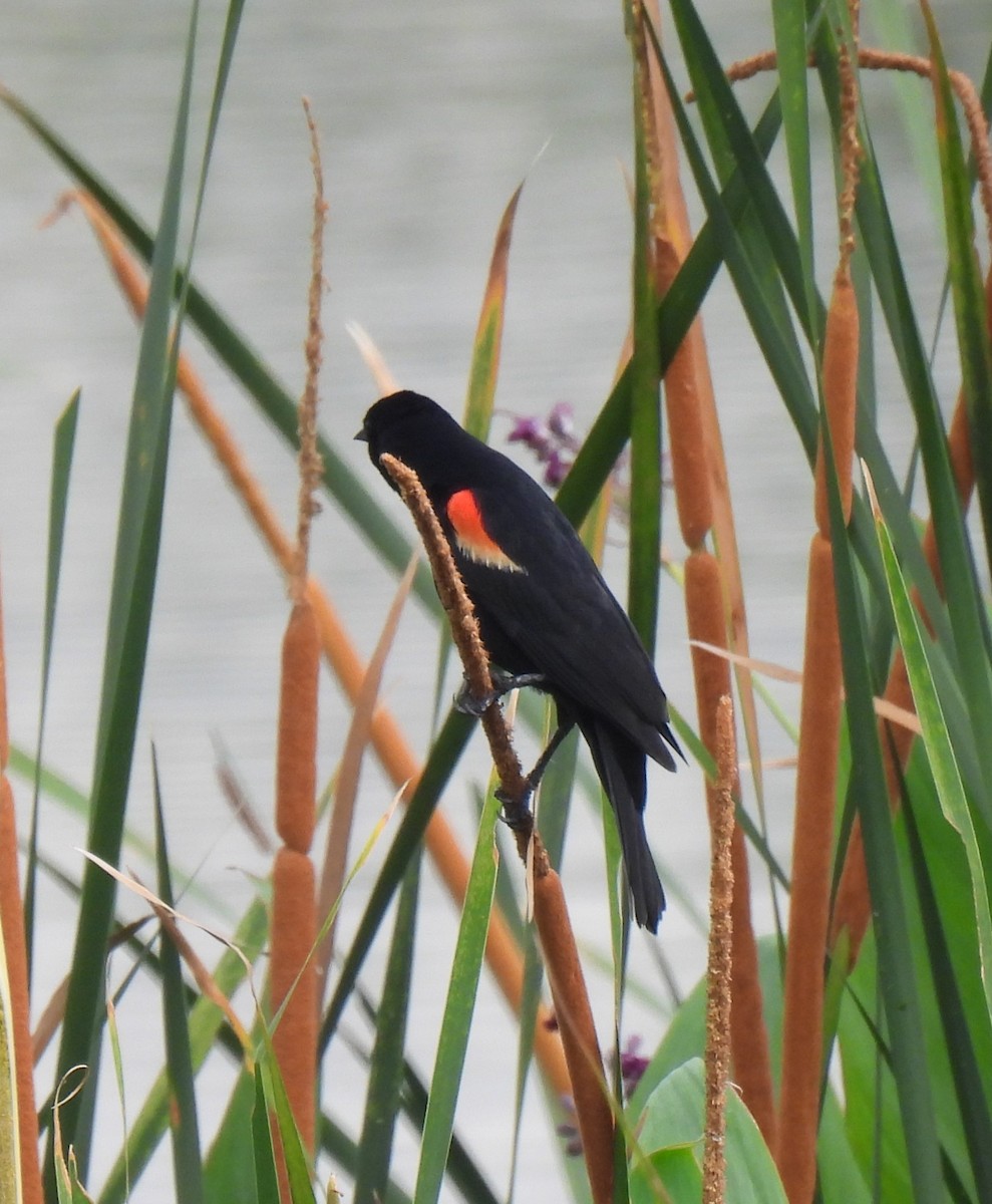 Red-winged Blackbird - Shelia Hargis