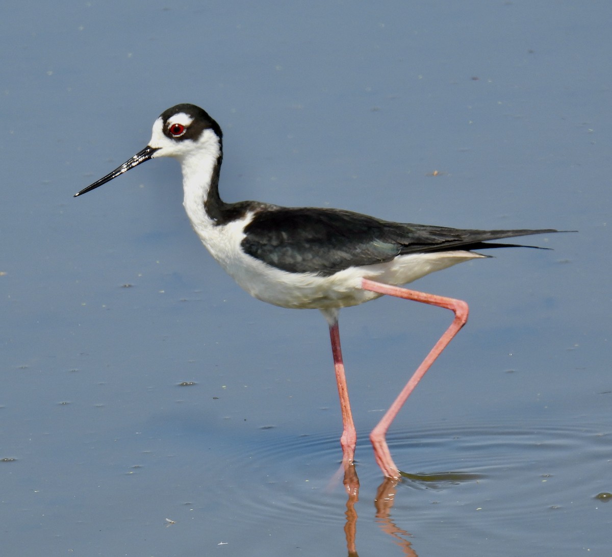 Black-necked Stilt - ML619316881