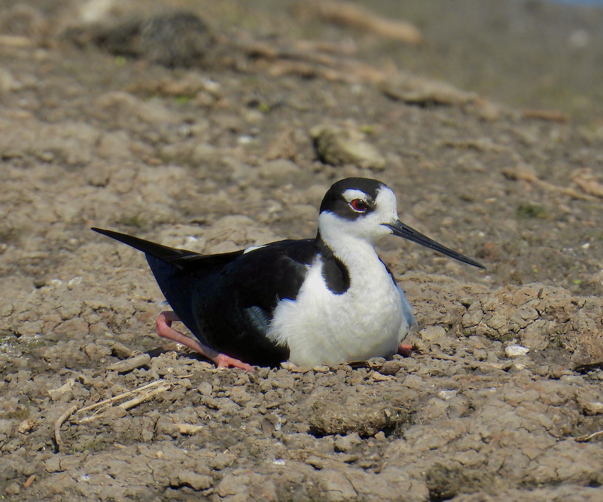 Black-necked Stilt - ML619316882