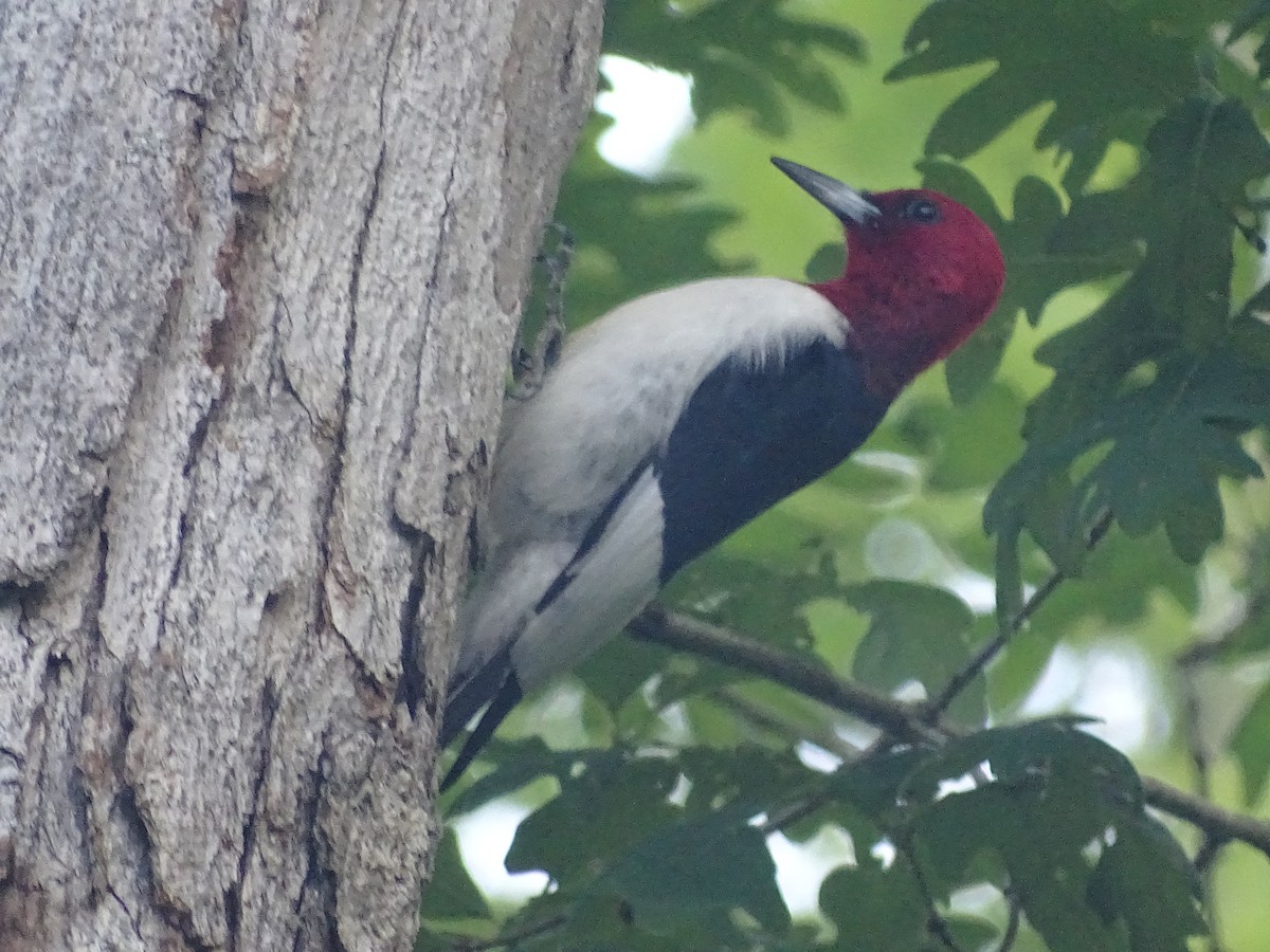 Red-headed Woodpecker - ML619316883
