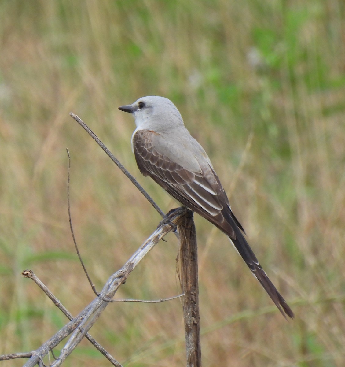 Scissor-tailed Flycatcher - ML619316885