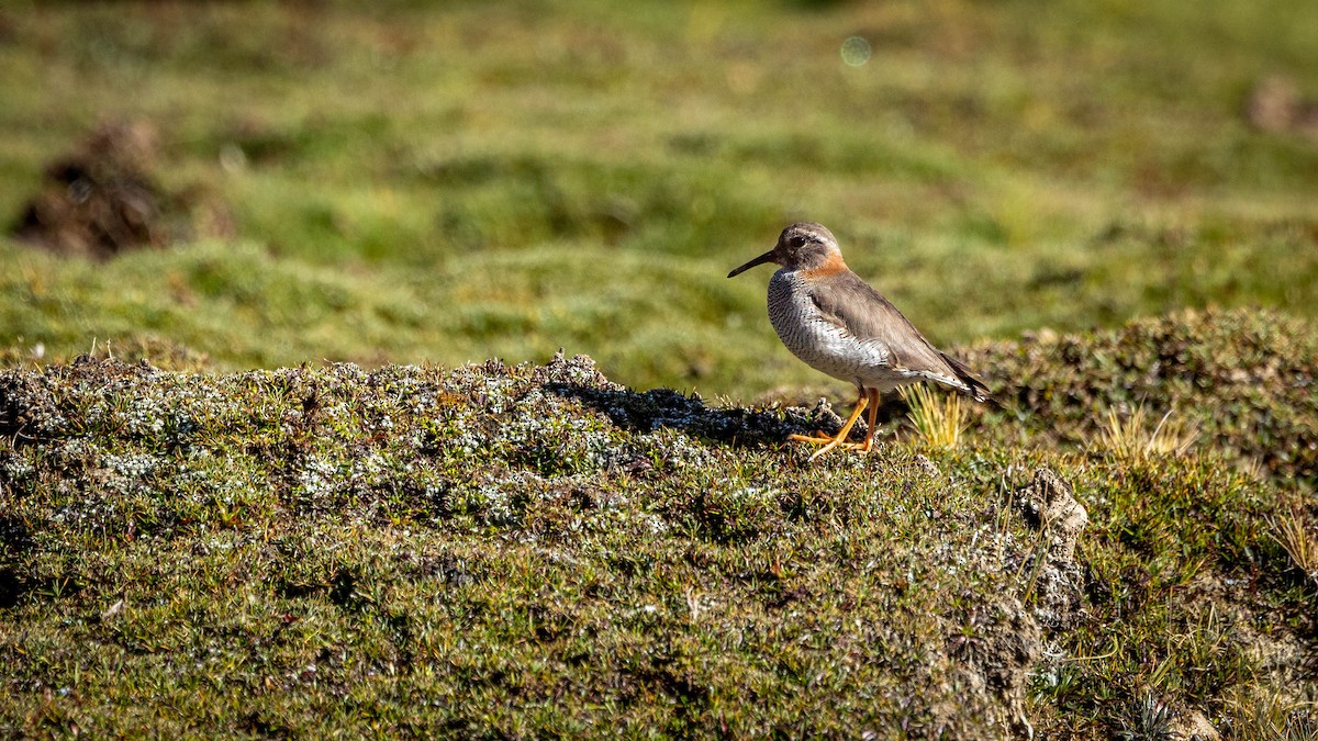 Diademed Sandpiper-Plover - Michael Riffel