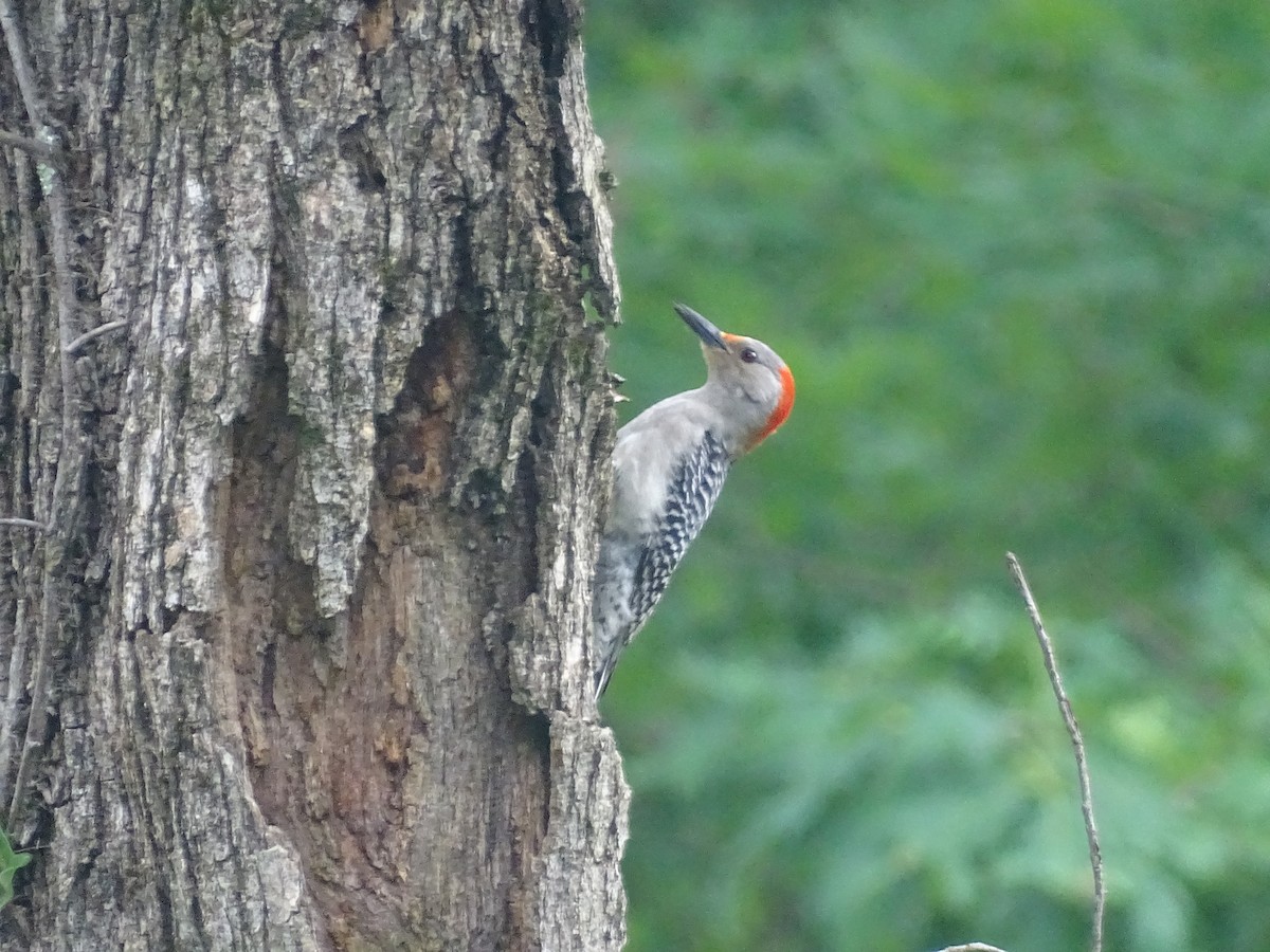Red-bellied Woodpecker - ML619316898
