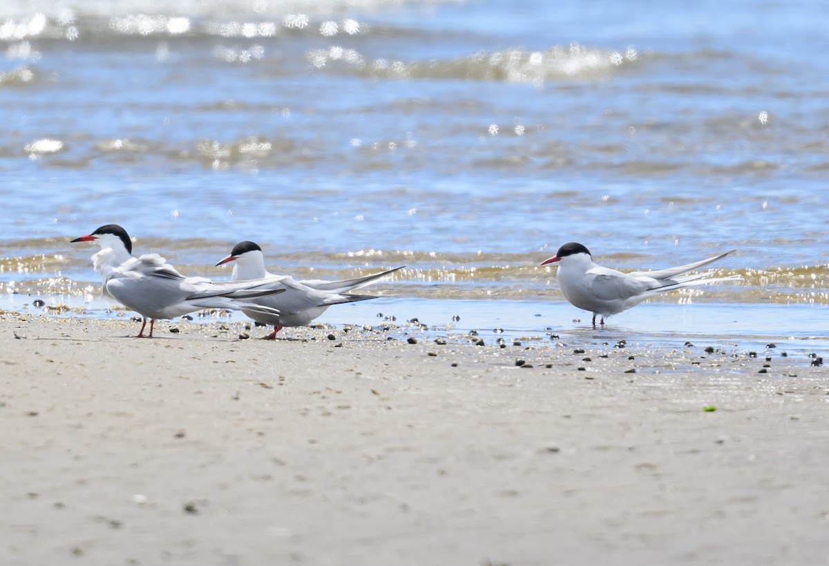 Arctic Tern - Sean Sime