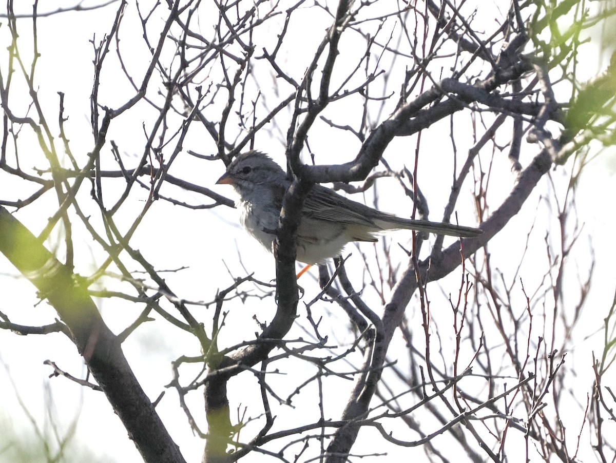 Rufous-winged Sparrow - Jeffery Sole