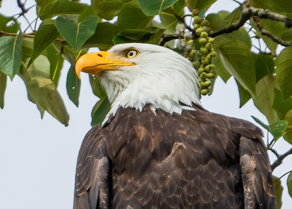 Bald Eagle - Leah Turner