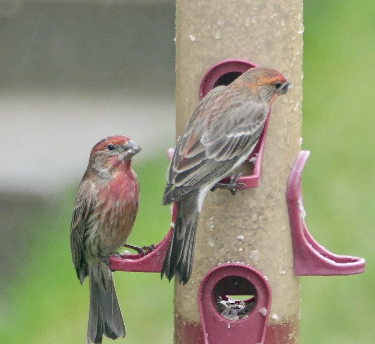 House Finch - Jim St Laurent