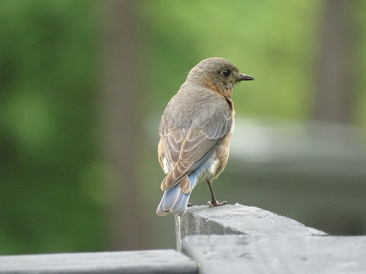 Eastern Bluebird - ML619316949