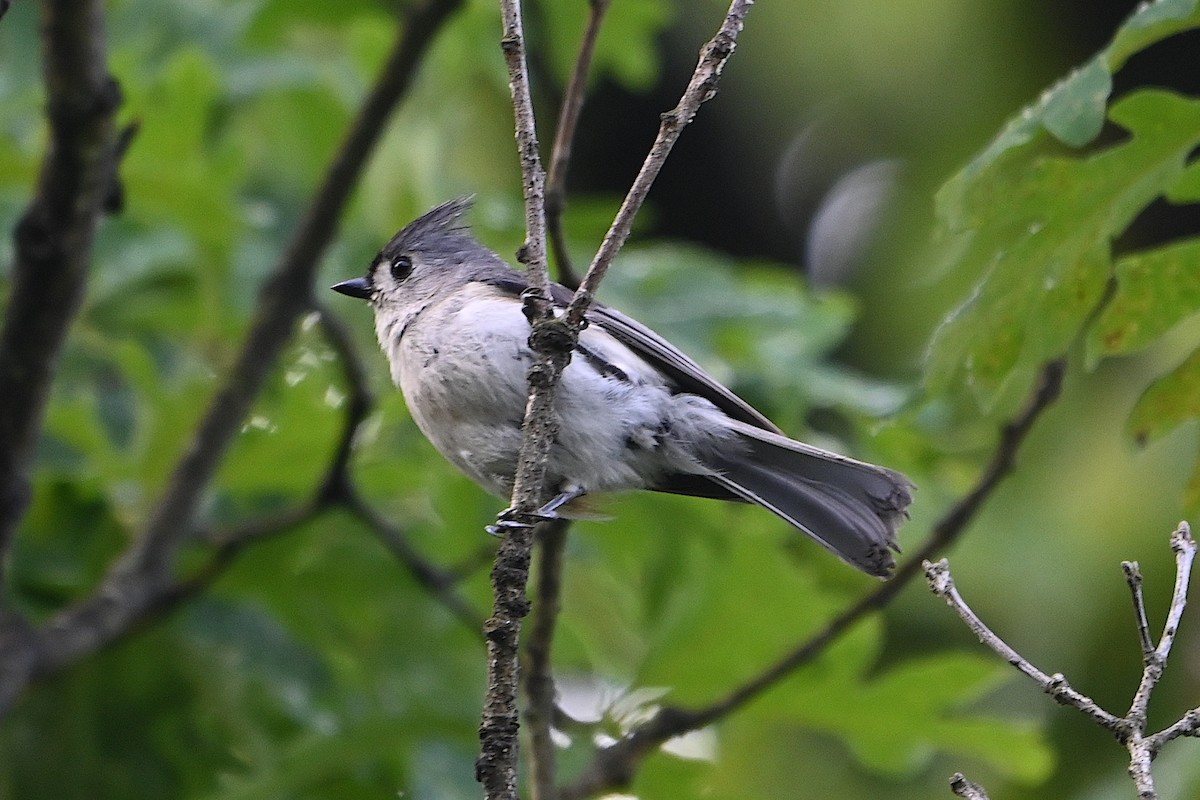 Tufted Titmouse - Chad Ludwig