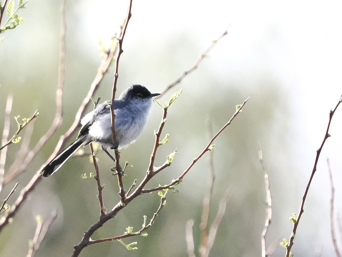 Black-tailed Gnatcatcher - Jeffery Sole