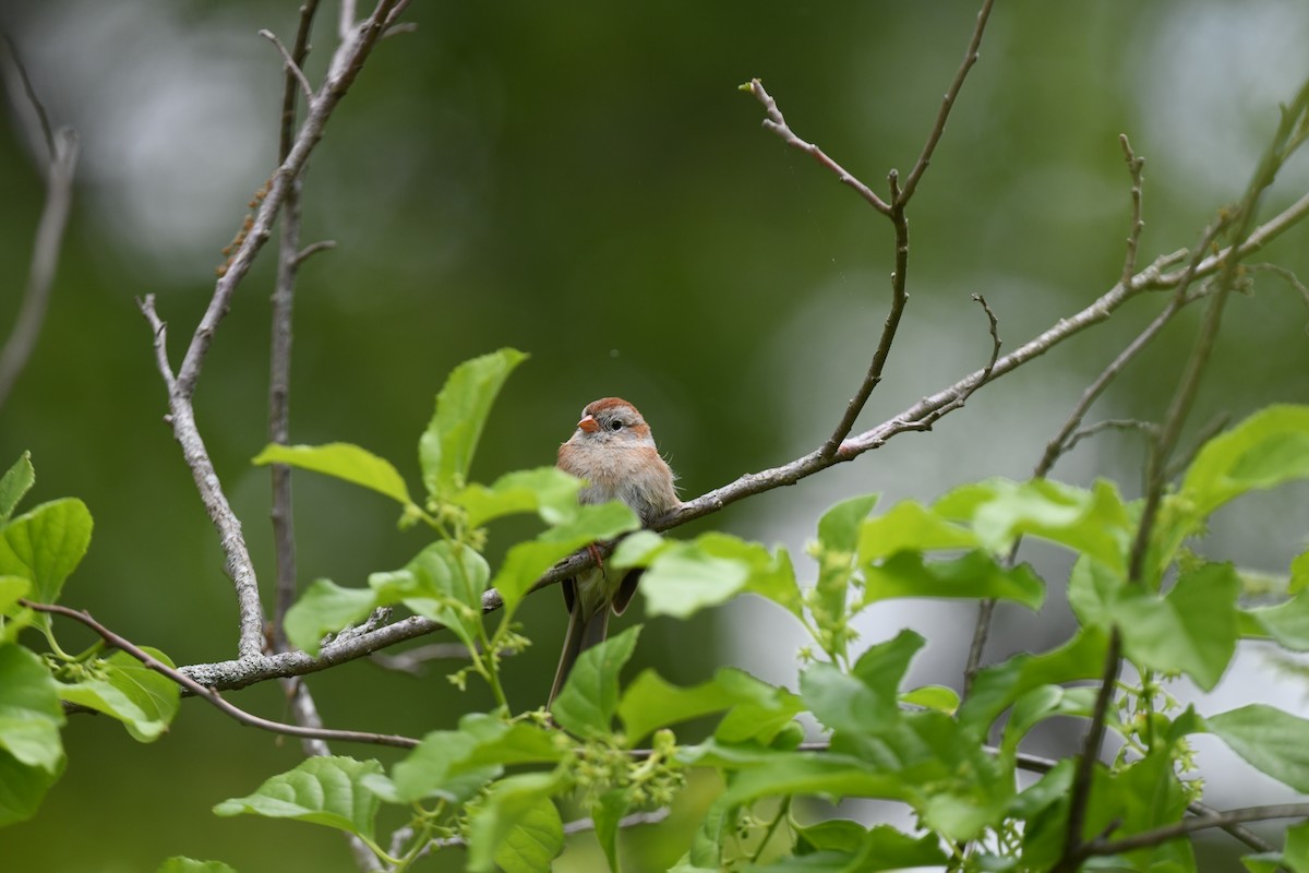 Field Sparrow - joe demko