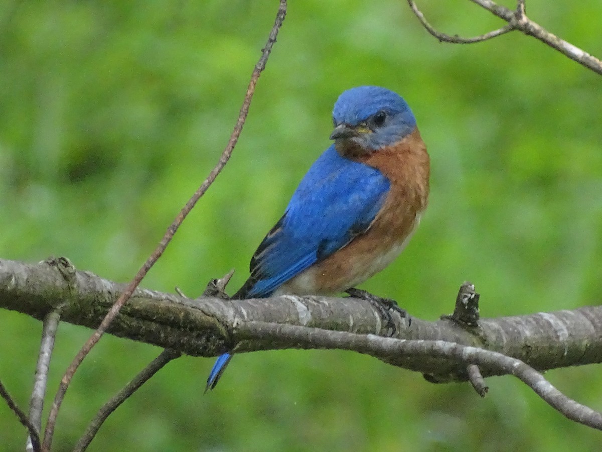 Eastern Bluebird - ML619316963