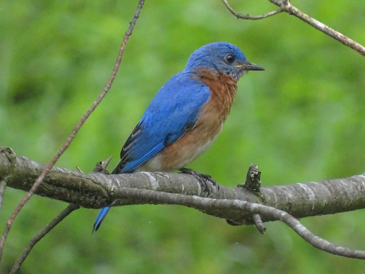 Eastern Bluebird - ML619316967