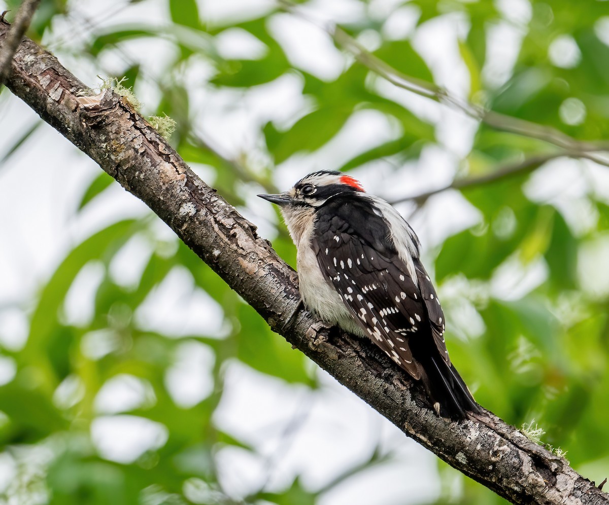 Downy Woodpecker - Leah Turner