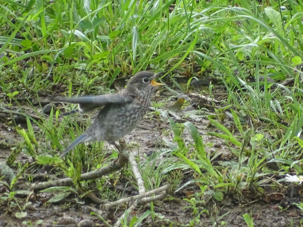 Eastern Bluebird - ML619316971