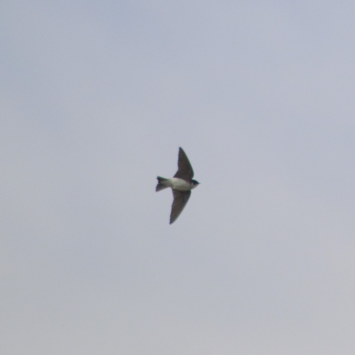 Chilean Swallow - Gabriel Sandon