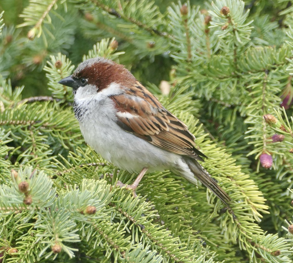 House Sparrow - Jim St Laurent