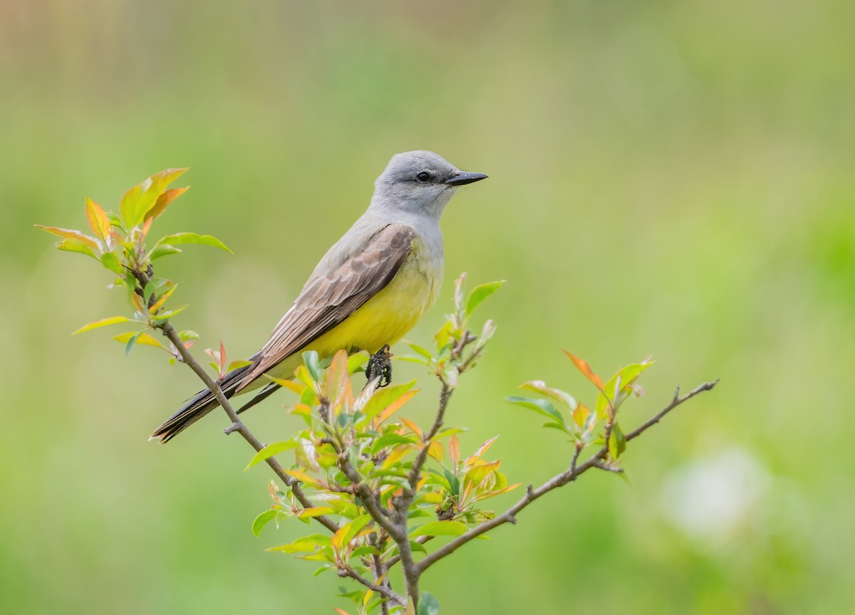 Western Kingbird - Leah Turner