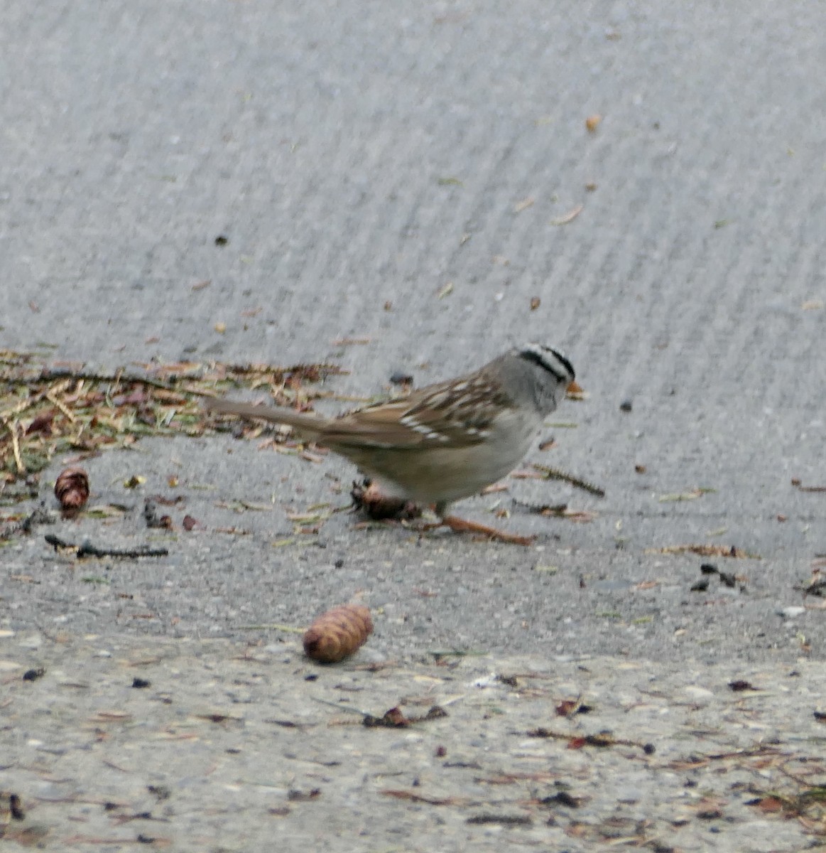 White-crowned Sparrow - Jim St Laurent