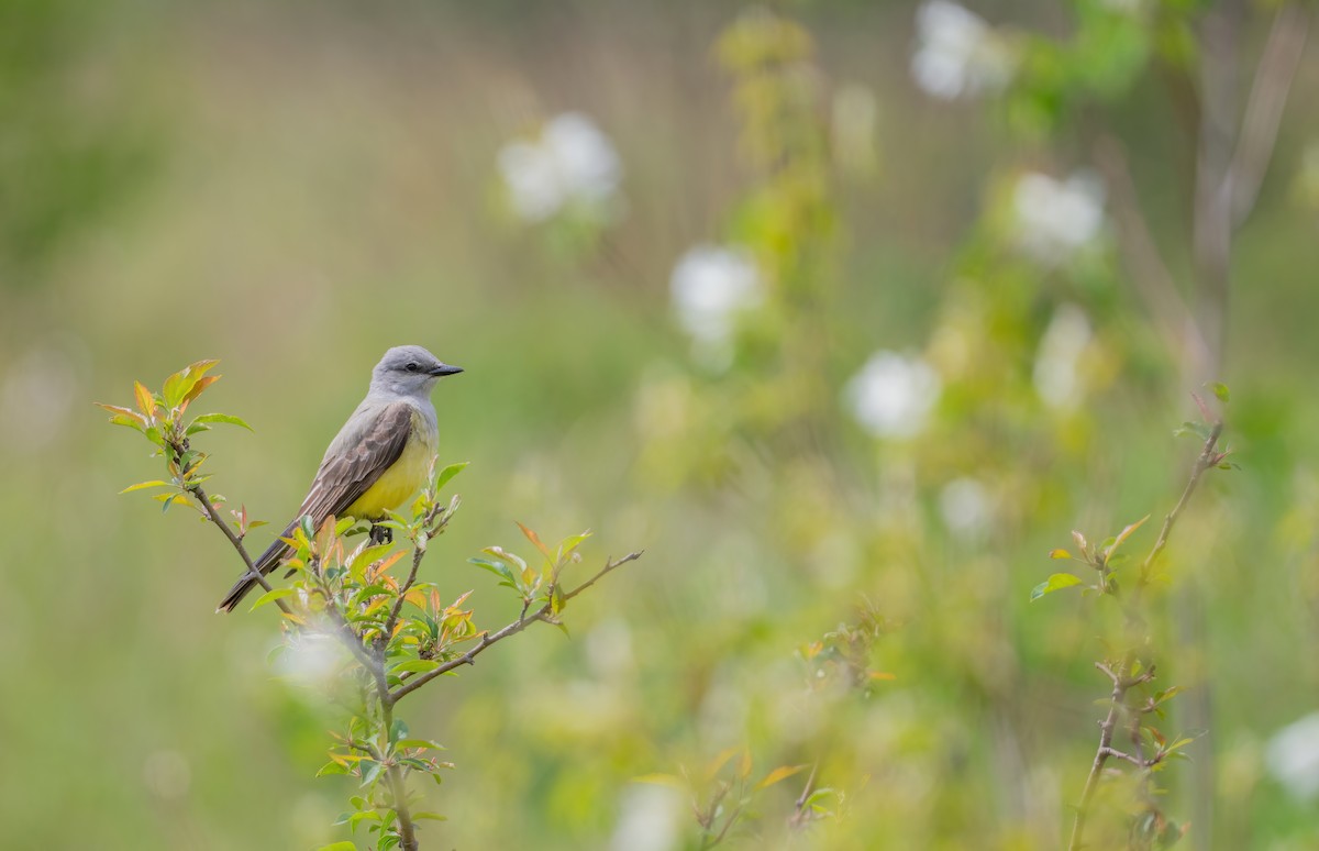 Western Kingbird - Leah Turner