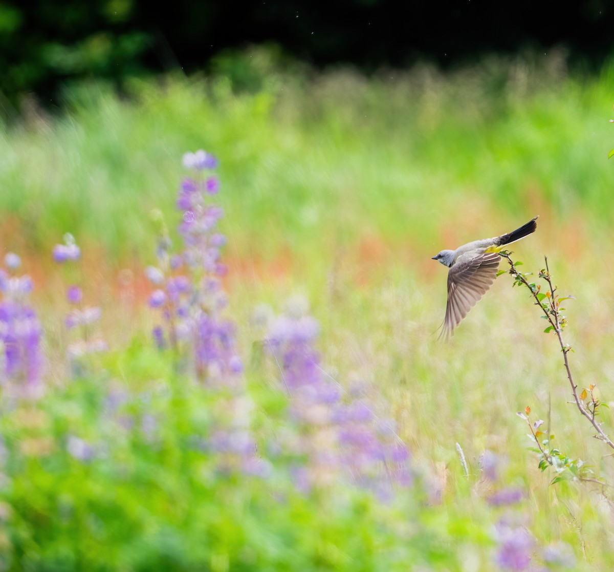 Western Kingbird - Leah Turner