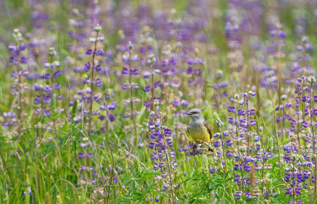 Western Kingbird - Leah Turner