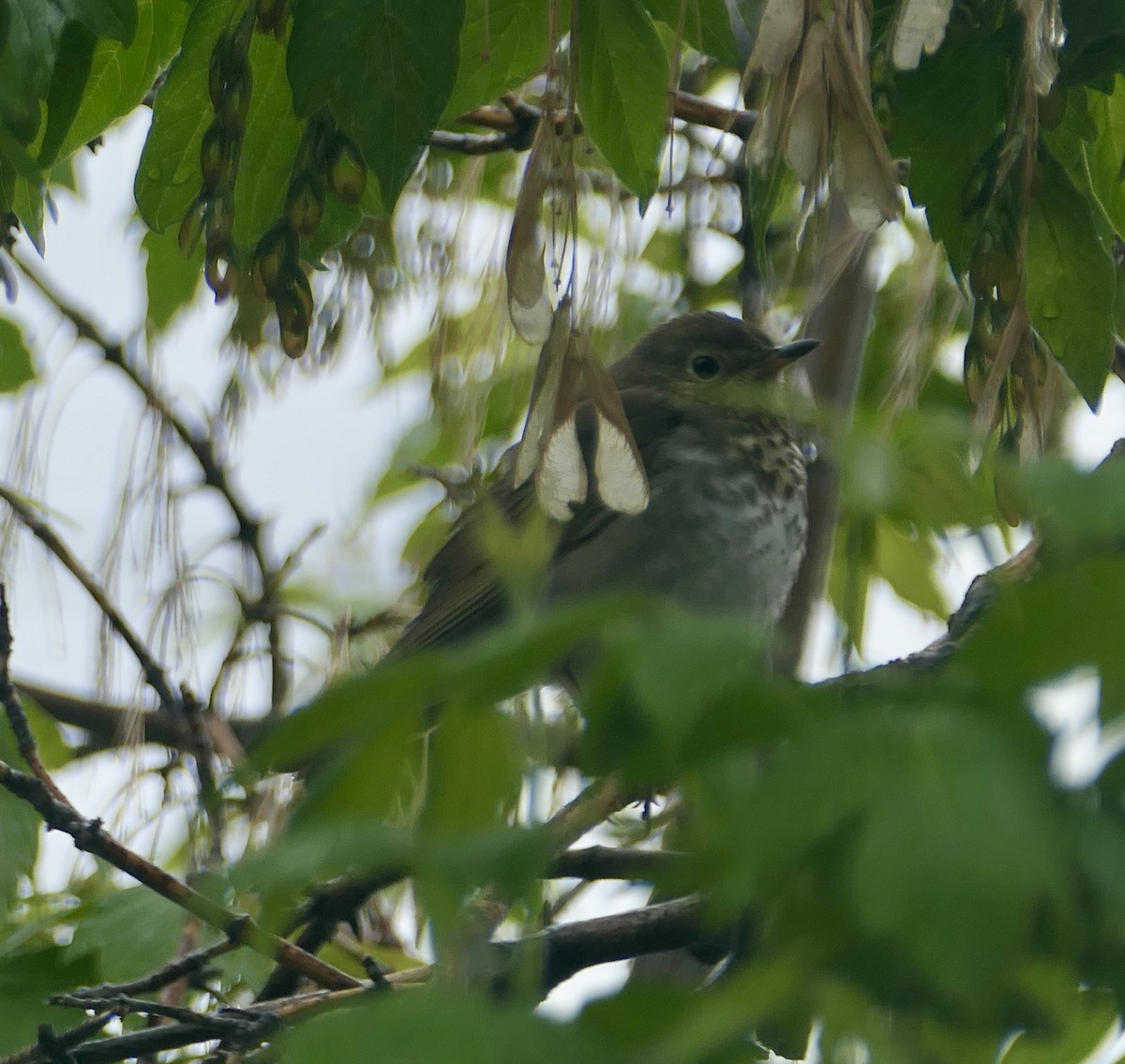 Swainson's Thrush - Jim St Laurent