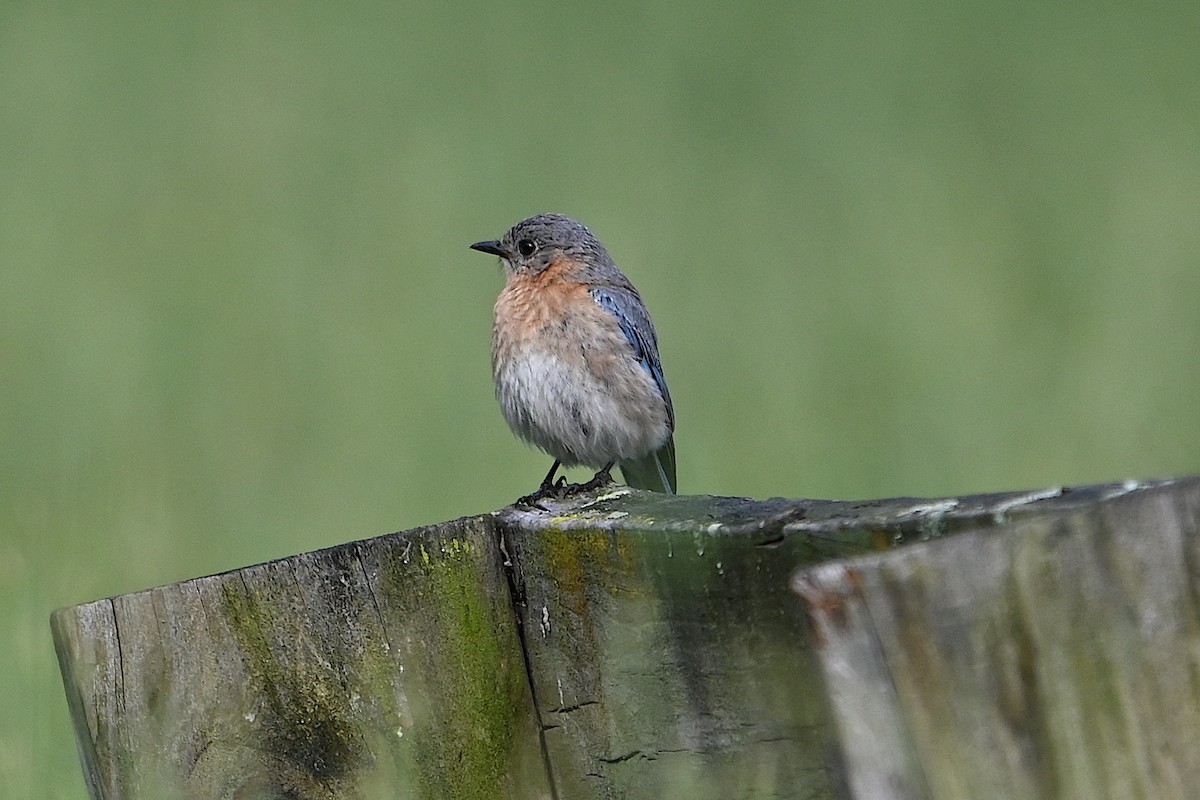 Eastern Bluebird - ML619317025